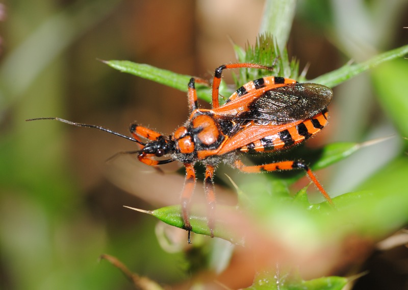 Reduviidae:Rhinocoris cf rubricus del Lazio (Rm)